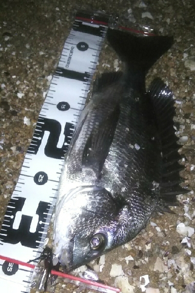 サーフのナイトチニング、堅調です