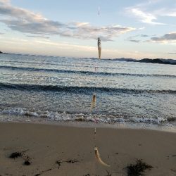 連日のキス釣り