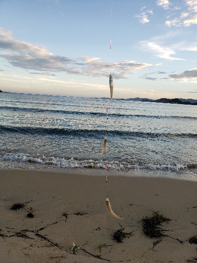連日のキス釣り