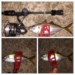 アジンガー1900〜1931 2105〜2141