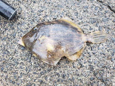 サイズはともかく目標達成！