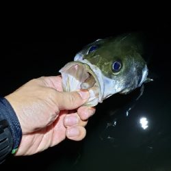 満月の下、夕涼みがてら釣行