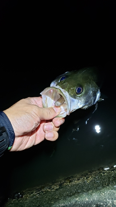 満月の下、夕涼みがてら釣行