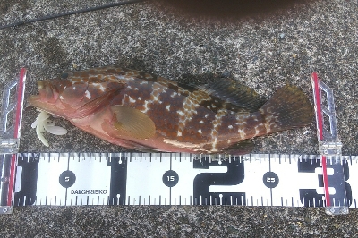 アコウ狙い　尺サイズゲット