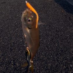 おかっぱりからのディアジング