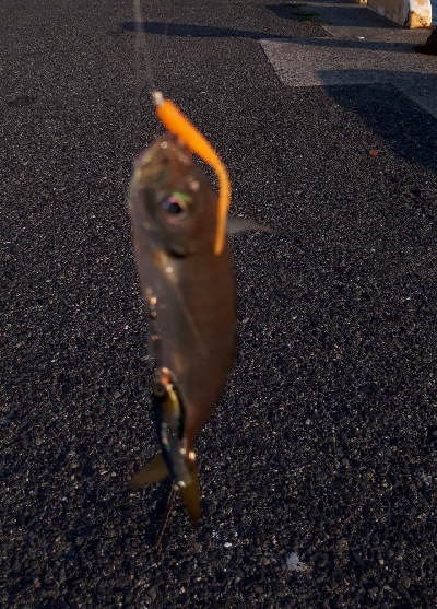 おかっぱりからのディアジング