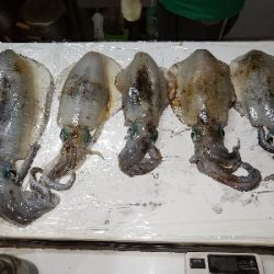 台風後攻めてきました‼️