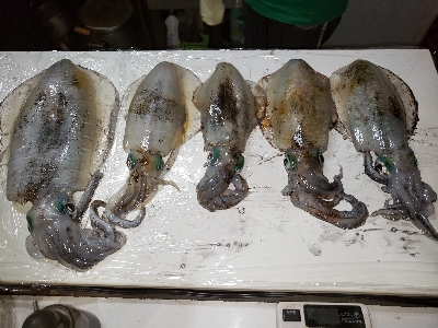 台風後攻めてきました‼️