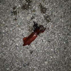 ケンサキイカ釣れた~!