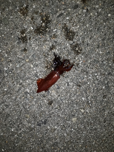 ケンサキイカ釣れた～!