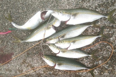 台風後のリセット　青物好調でした