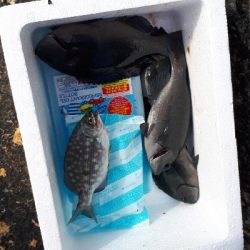 グレ、写真をご覧ください(*^^*)