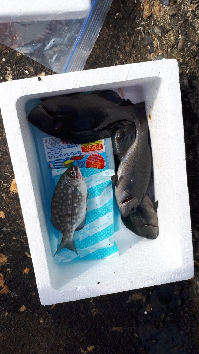 グレ、写真をご覧ください(*^^*)