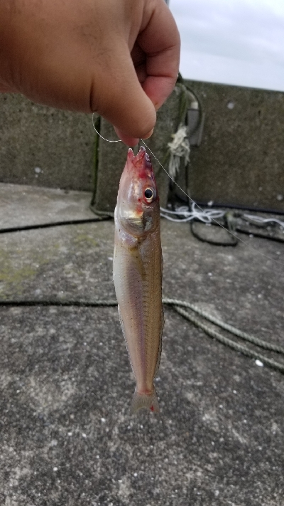 チヌ狙いでしたが