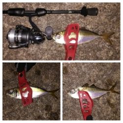 アジンガー1840〜1950