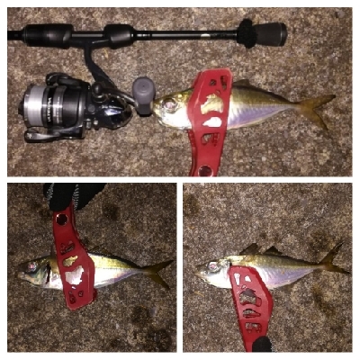 アジンガー1840〜1950