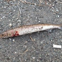 今日もコヤツか⁉️