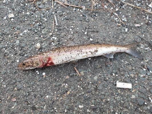 今日もコヤツか⁉️