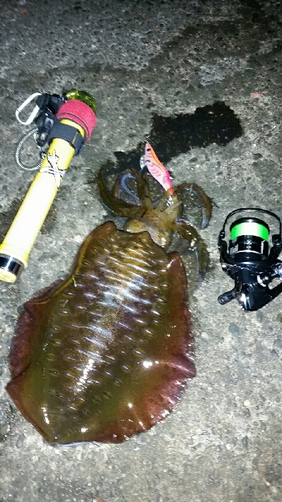 久し振りにフクフクエギンガーさんと