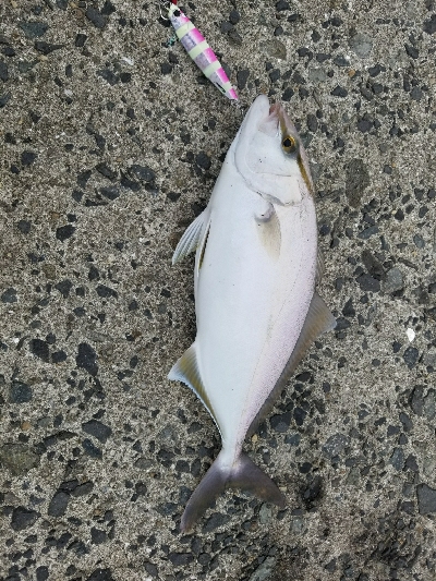 初カンパチ(シオ)(ﾟДﾟ)!!