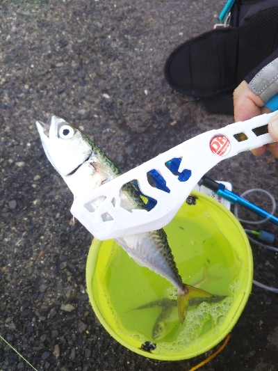 サバサバ地獄！