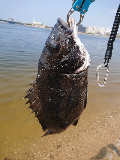 やっとの思いで一匹