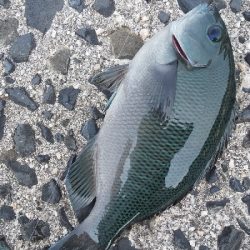 久しぶりに十六島