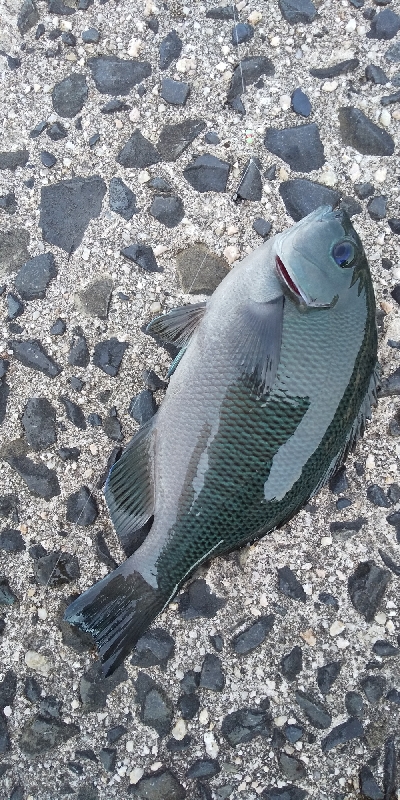 久しぶりに十六島