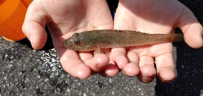 夏休みの思い出つくり