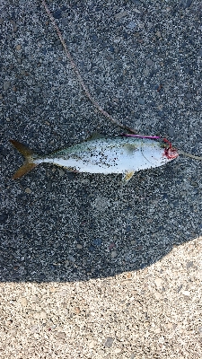 水軒へ刀狩り！！