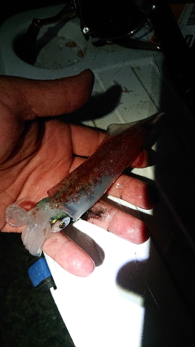 呑ませ&エギング