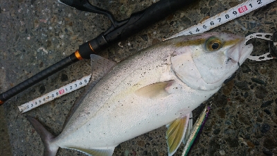 桂浜周辺サーフ、ライトショアジギング