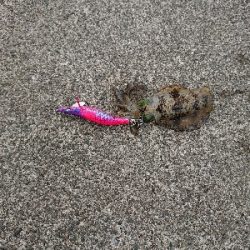 鹿児島釣行 3日目