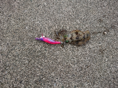 鹿児島釣行 3日目