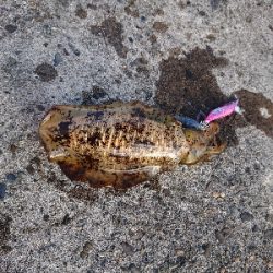 鹿児島釣行 4日目