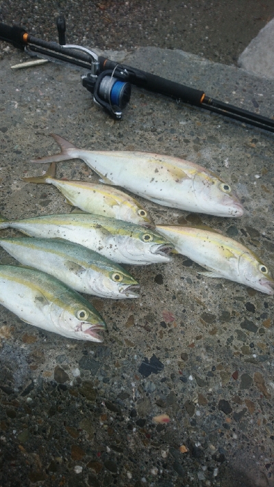 桂浜〜春野周辺サーフ ライトショアジギング…