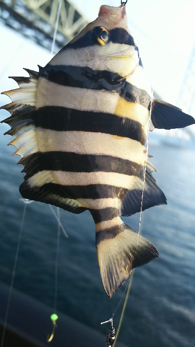 初イシガキタイ