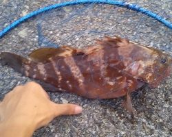 台風後不調からのラッキーパンチ!