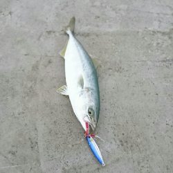 ツバイソ   ケンサキイカ