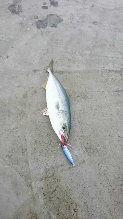 ツバイソ   ケンサキイカ