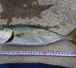 強風の中ツバス