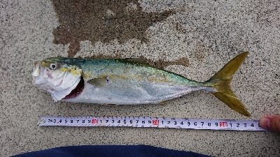 強風の中ツバス