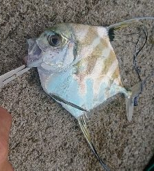 ツバスを求めて…え？