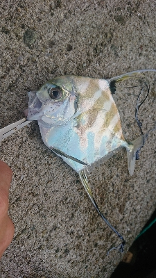 ツバスを求めて…え？