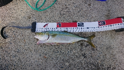 久しぶりにツバス