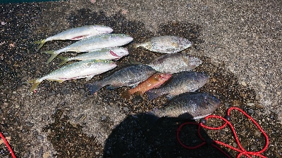 久しぶりのフカセ