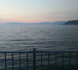 キジハタはへチにいる