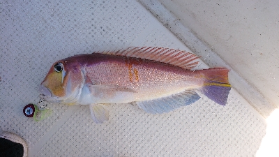 暑いけどタイラバ