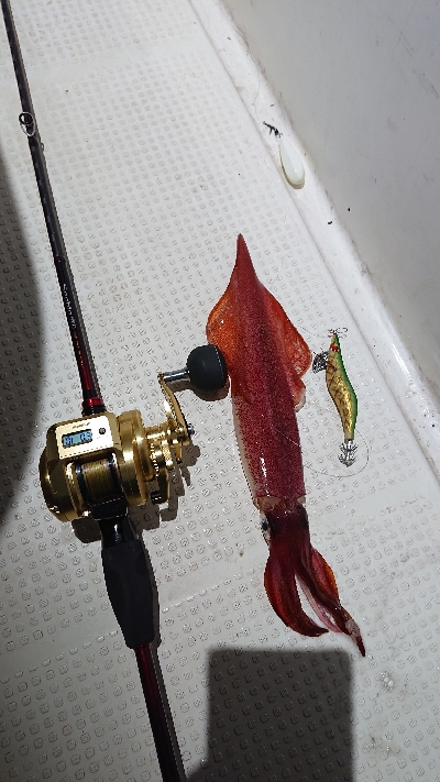 同期とイカメタル