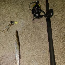 テンヤでカマス⁉️